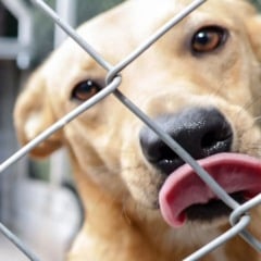 feira de adoção do DEBEA em Jundiaí