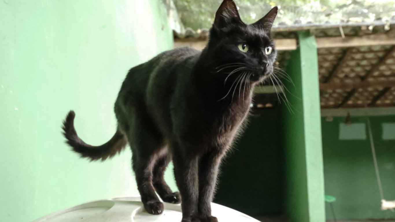 feira de adoção do DEBEA em Jundiaí