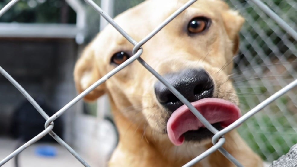 feira de adoção do DEBEA em Jundiaí