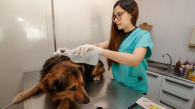 Veterinária aplica solução nas costas de um cachorro durante atendimento em mesa clínica.