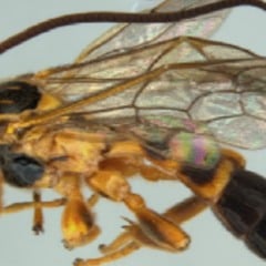 Vespa Colpotrochia japi fotografada em detalhe, mostrando corpo amarelado com asas transparentes e abdômen escuro.