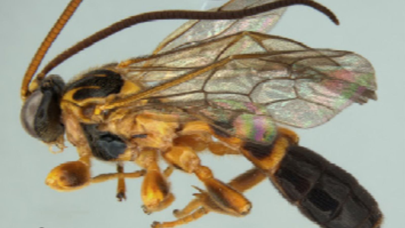 Vespa Colpotrochia japi fotografada em detalhe, mostrando corpo amarelado com asas transparentes e abdômen escuro.