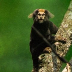 Sagui-caveirinha sobre o tronco de uma árvore, com rosto claro e cabeça alaranjada, em meio à vegetação densa da Serra do Japi.