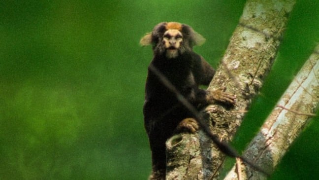 Sagui-caveirinha sobre o tronco de uma árvore, com rosto claro e cabeça alaranjada, em meio à vegetação densa da Serra do Japi.