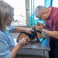 Profissional da VISAM aplica vacina antirrábica em cachorro enquanto tutor o segura durante atendimento em clínica veterinária de Jundiaí.