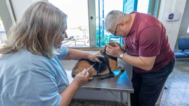 Profissional da VISAM aplica vacina antirrábica em cachorro enquanto tutor o segura durante atendimento em clínica veterinária de Jundiaí.