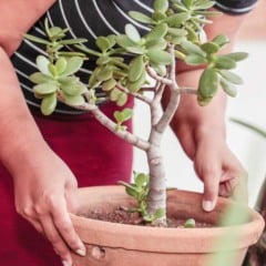 Pessoa segurando um vaso de barro com uma planta suculenta, enquanto um integrante do Exército aparece parcialmente ao fundo, durante ação de prevenção à dengue.