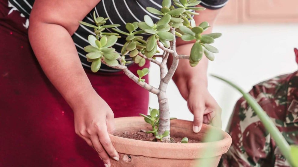 Pessoa segurando um vaso de barro com uma planta suculenta, enquanto um integrante do Exército aparece parcialmente ao fundo, durante ação de prevenção à dengue.