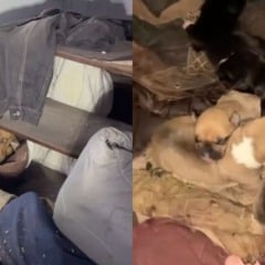 Jackie Frost e seus filhotes