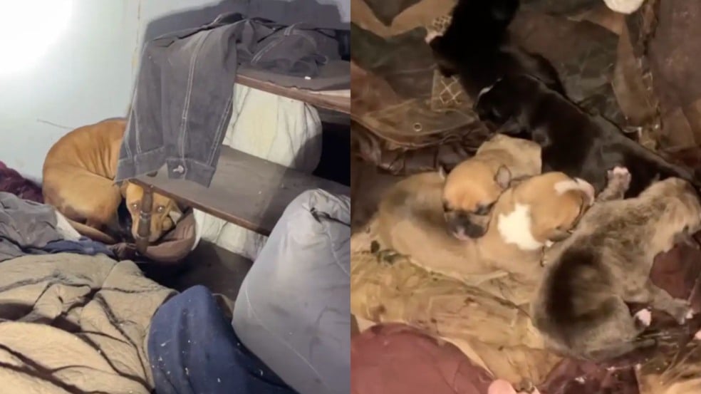 Jackie Frost e seus filhotes