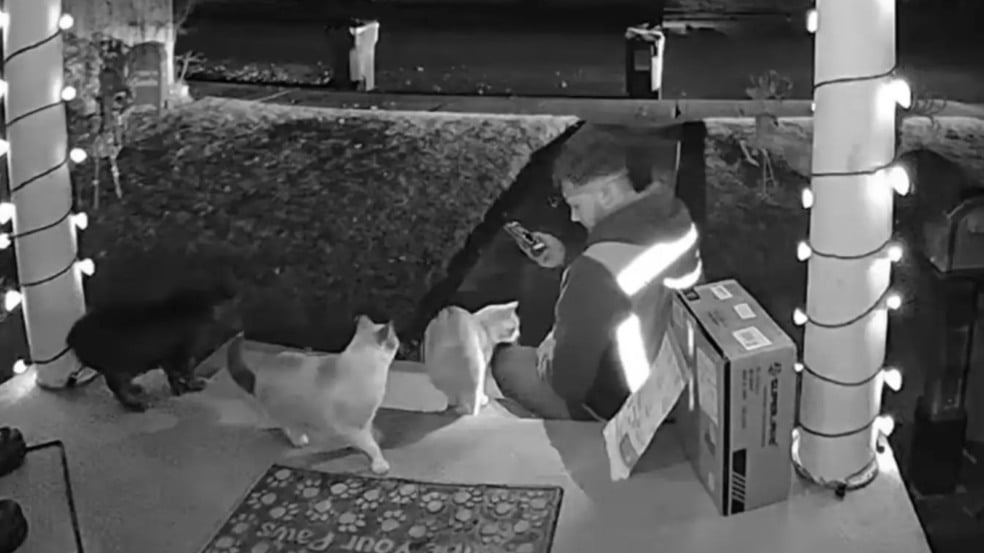 Entregador com gatinhos Entregador com gatinhos