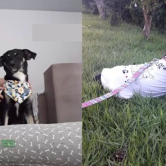 Foto: Reprodu&ccedil;&atilde;o/Rejane Stiegelmair/The Dodo