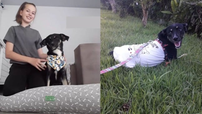 Foto: Reprodução/Rejane Stiegelmair/The Dodo