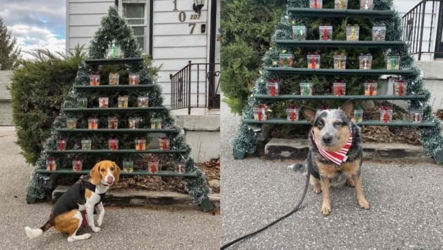 Cachorros em frente ao calendário