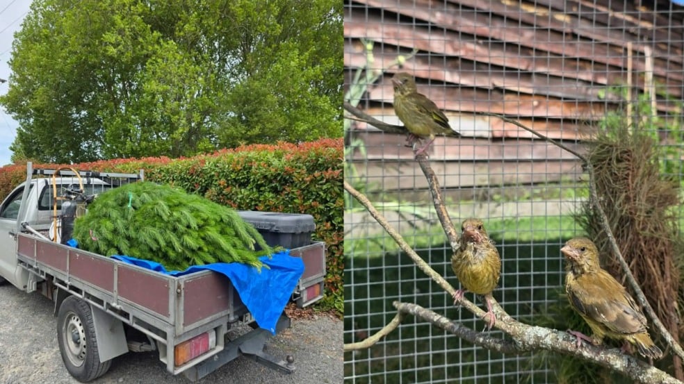 Tentilhões verdes Tentilhões verdes