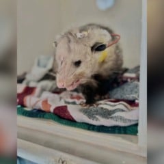 Foto: Reprodução/Cape Wildlife Center/The Dodo