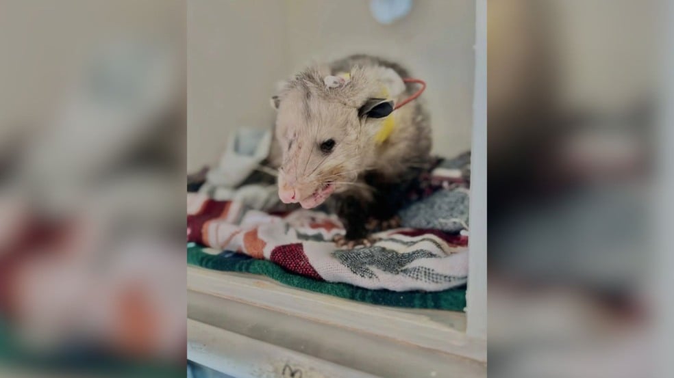 Foto: Reprodução/Cape Wildlife Center/The Dodo Foto: Reprodução/Cape Wildlife Center/The Dodo