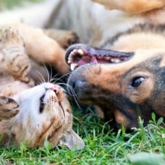 Cachorro e gato juntos