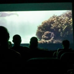Pessoas assistem a um filme em uma sala de cinema escura, com cena subaquática projetada na tela.