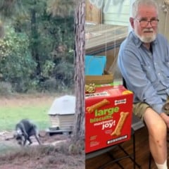 Foto: Reprodu&ccedil;&atilde;o/Northshore Humane Society/The Dodo