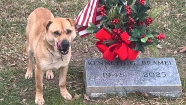 Foto: Reprodução/Mason County Animal Shelter/The Dodo