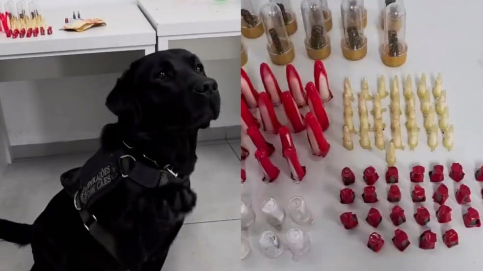 Cachorro da GMJ Cachorro da GMJ