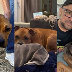 Foto: Reprodu&ccedil;&atilde;o/The Animal Foundation/The Dodo