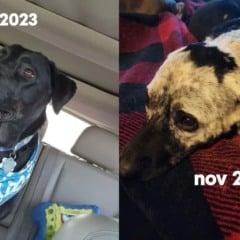 Labradora com vitiligo