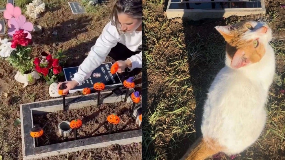 Foto: Reprodução/Instagram/@dontstopmeowing/The Dodo Foto: Reprodução/Instagram/@dontstopmeowing/The Dodo