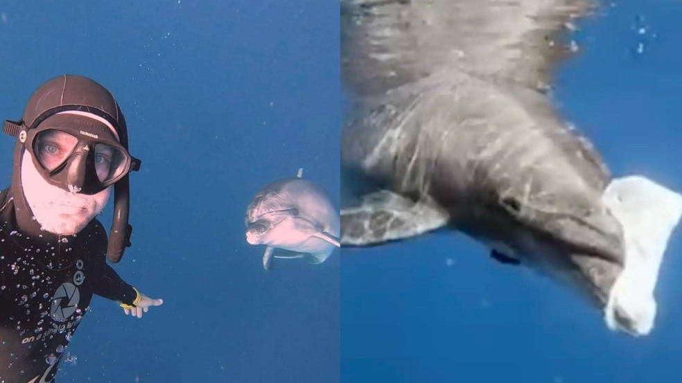 Johnnie e golfinho Johnnie e golfinho