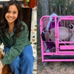 Daisy, Groose e gatinhos abandonados