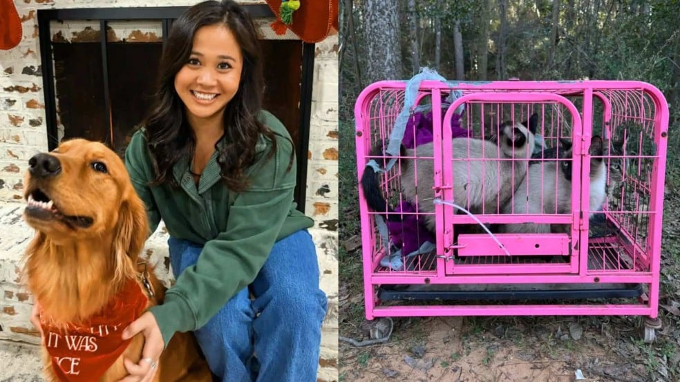 Daisy, Groose e gatinhos abandonados Daisy, Groose e gatinhos abandonados