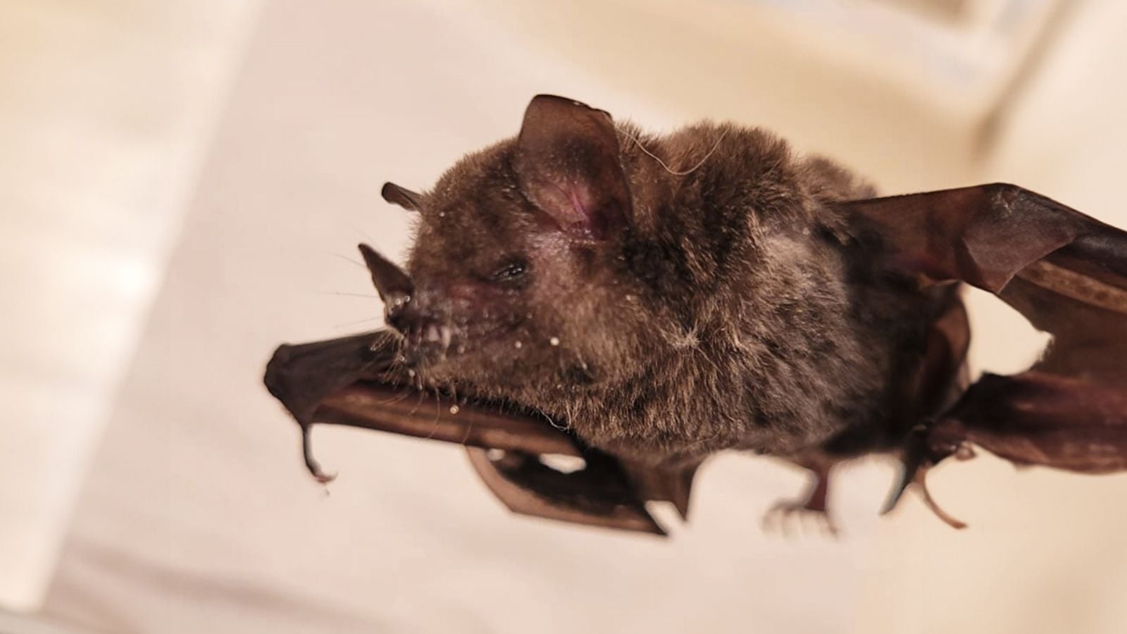 Morcego encontrado em Jundiaí