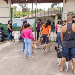 Mutir&atilde;o de castra&ccedil;&atilde;o do DEBEA