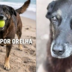 Cachorro Orelha e a Teoria do Elo
