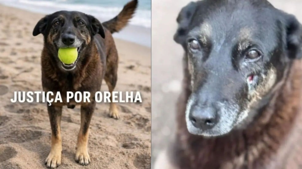 Cachorro Orelha e a Teoria do Elo Cachorro Orelha e a Teoria do Elo