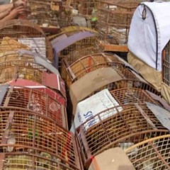 Gaiolas com dezenas de aves silvestres apreendidas s&atilde;o organizadas por agentes ap&oacute;s resgate de animais mantidos em cativeiro ilegal.
