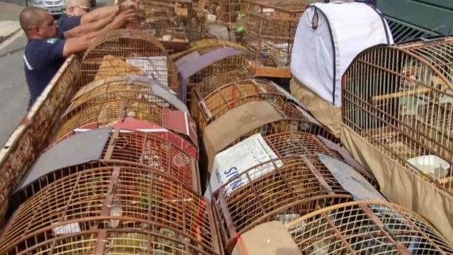 Gaiolas com dezenas de aves silvestres apreendidas são organizadas por agentes após resgate de animais mantidos em cativeiro ilegal.