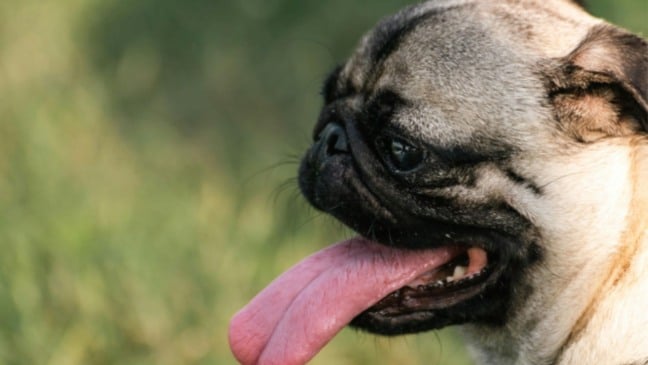 Cachorro da raça pug ofegante, com a língua para fora, em ambiente externo, demonstrando sensação de calor.