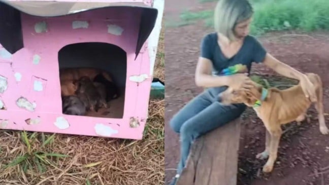 Voluntária coloca coleira refletiva em cão abandonado enquanto outros animais descansam em casinha improvisada feita com material reciclado.