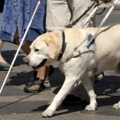 C&atilde;o-guia acompanha pessoa com defici&ecirc;ncia visual durante travessia em via p&uacute;blica.