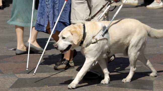 Cão-guia acompanha pessoa com deficiência visual durante travessia em via pública.
