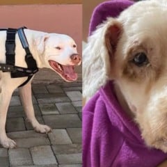 Sans&atilde;o e Scooby