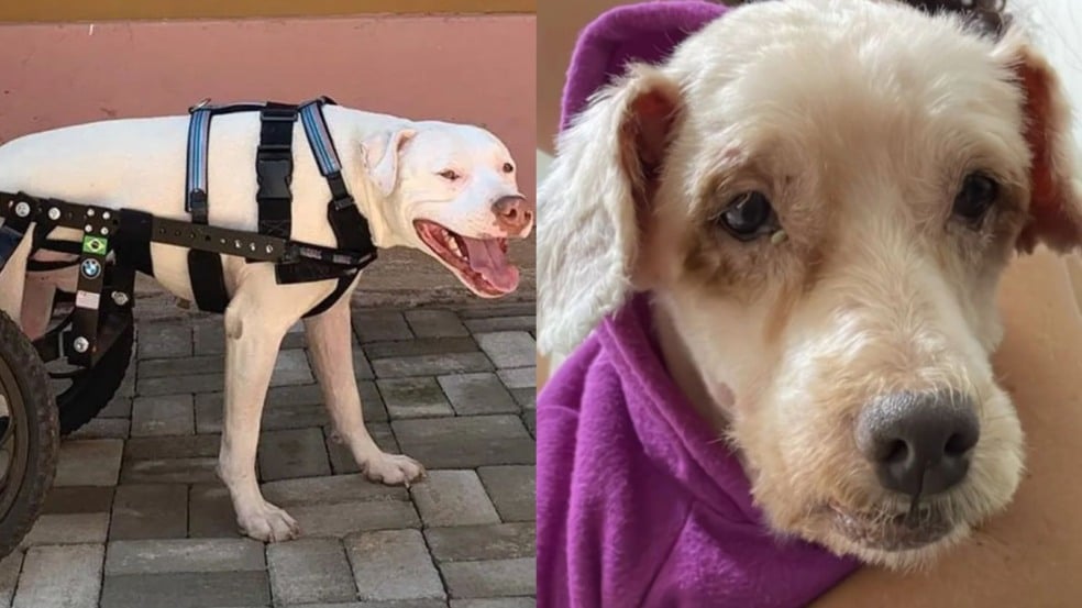 Sansão e Scooby Sansão e Scooby