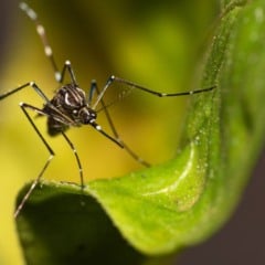 Mosquito da dengue com listras brancas no corpo e nas pernas, pousado sobre uma folha verde, em imagem de close-up.