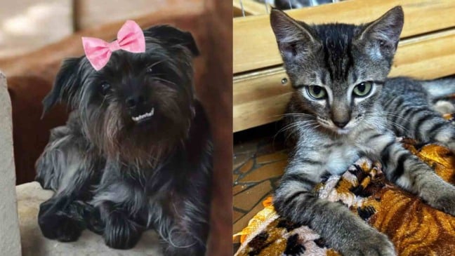 Cão de pequeno porte com laço rosa e gato filhote tigrado estão disponíveis para adoção em feira no Maxi Shopping Jundiaí.