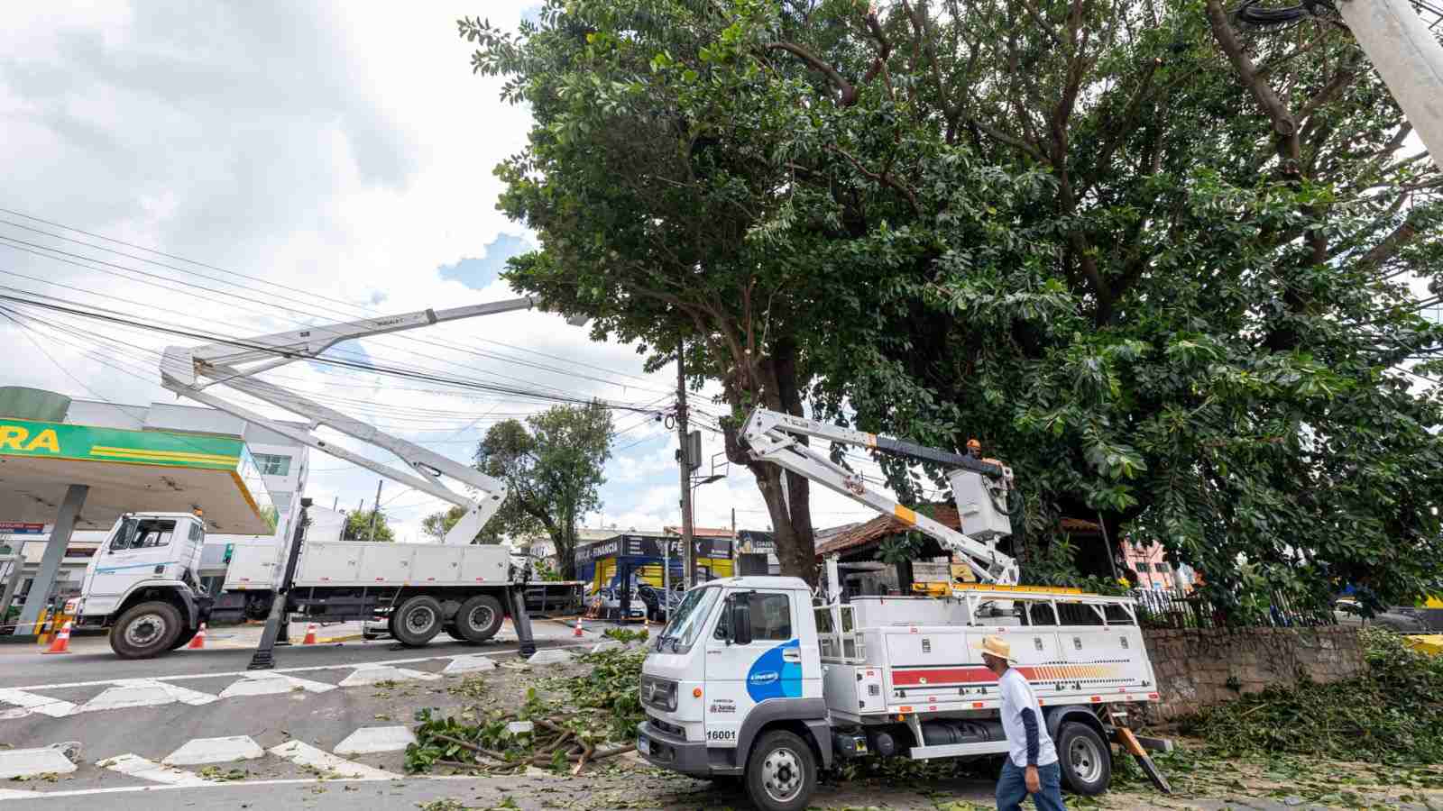 Jundiaí poda árvore de 20 metros na Colônia para evitar quedas. 1 Poda de árvore em Jundiaí