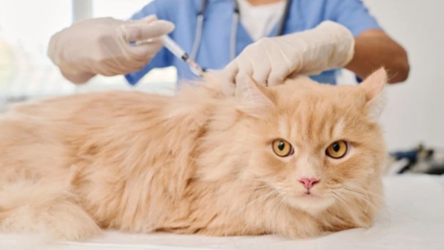 Gato recebe injeção aplicada por veterinário com luvas, em atendimento clínico para cuidados de saúde animal.