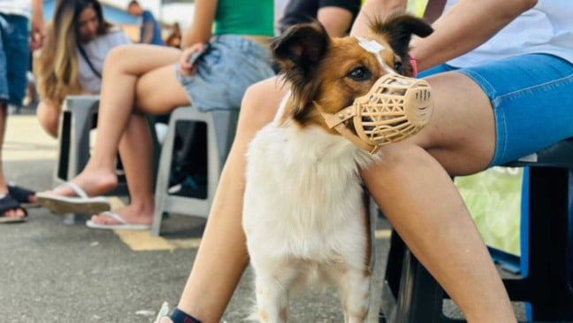 Cão de pequeno porte com focinheira aguarda atendimento ao lado do tutor durante mutirão de castração em área externa.
