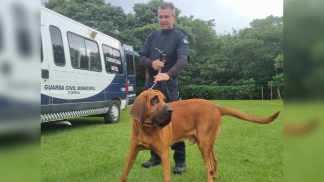 Agente da Guarda Civil Municipal de Itupeva conduz cão Bloodhound durante treinamento de busca em área verde, com viatura da GCM ao fundo.